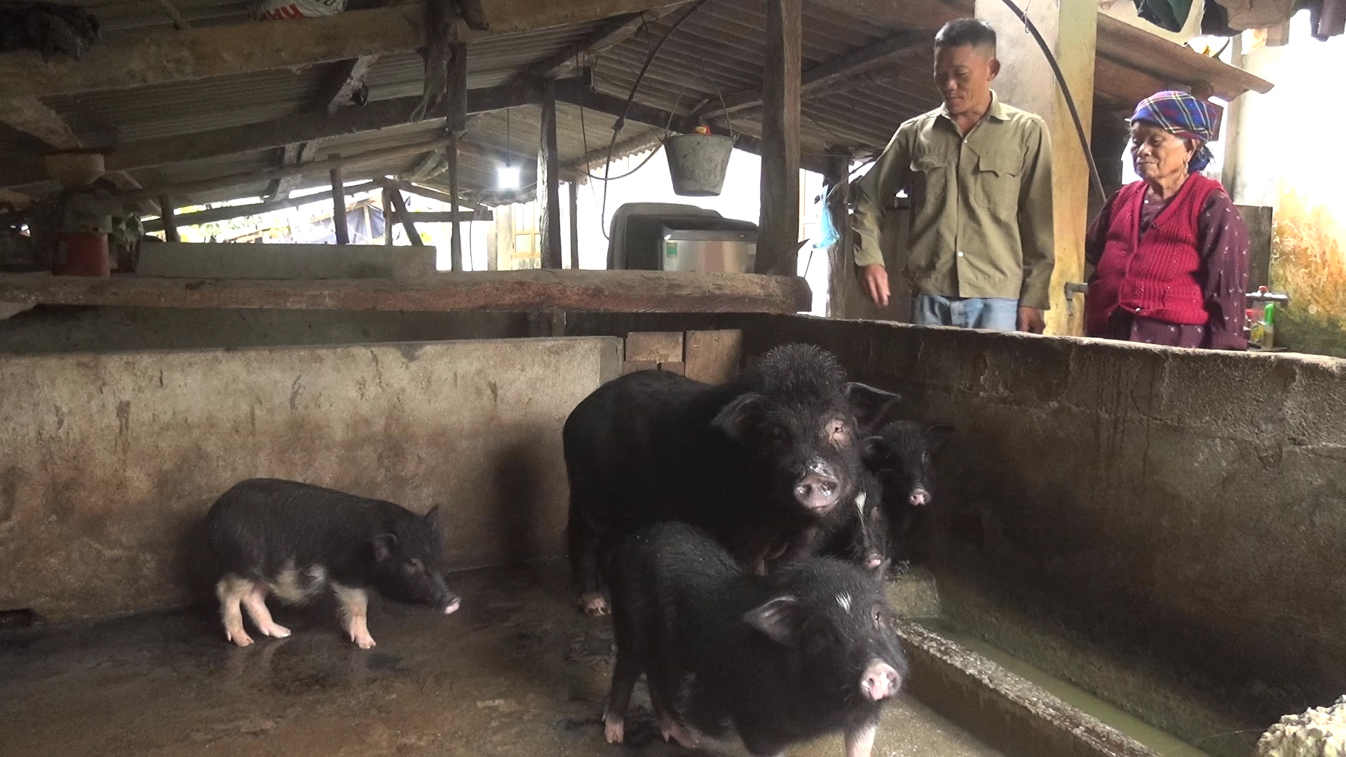 Vị Xuyên phát triển và giữ vững đàn lợn