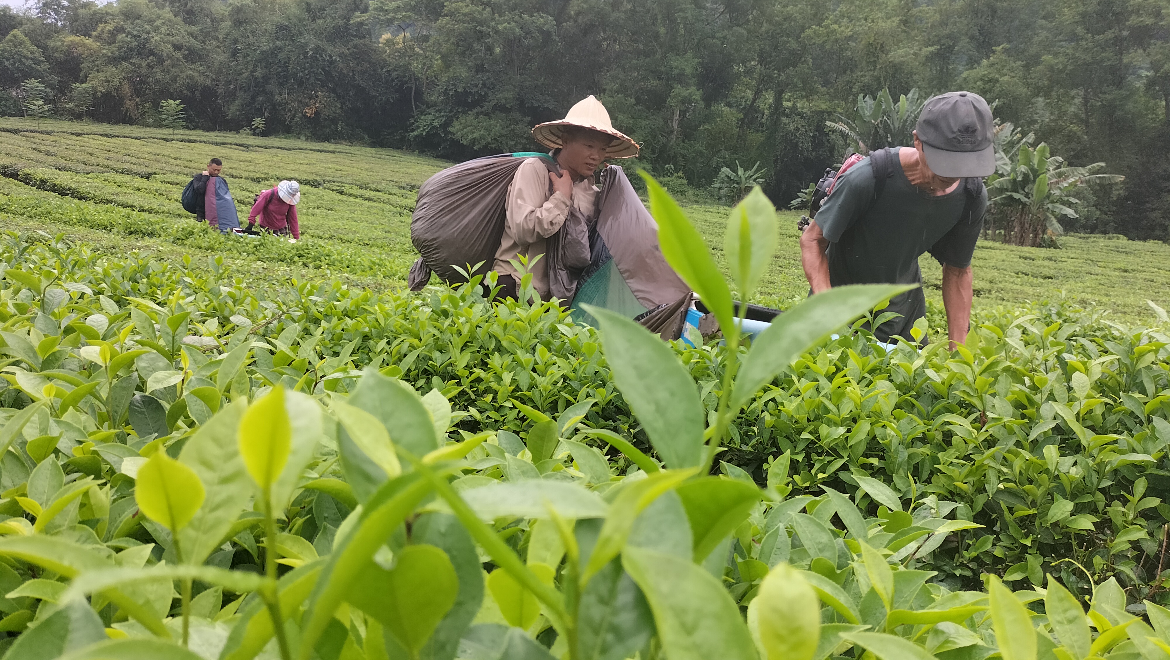 Bà con nông dân huyện  Vị Xuyên tập chung thu hái chè thu