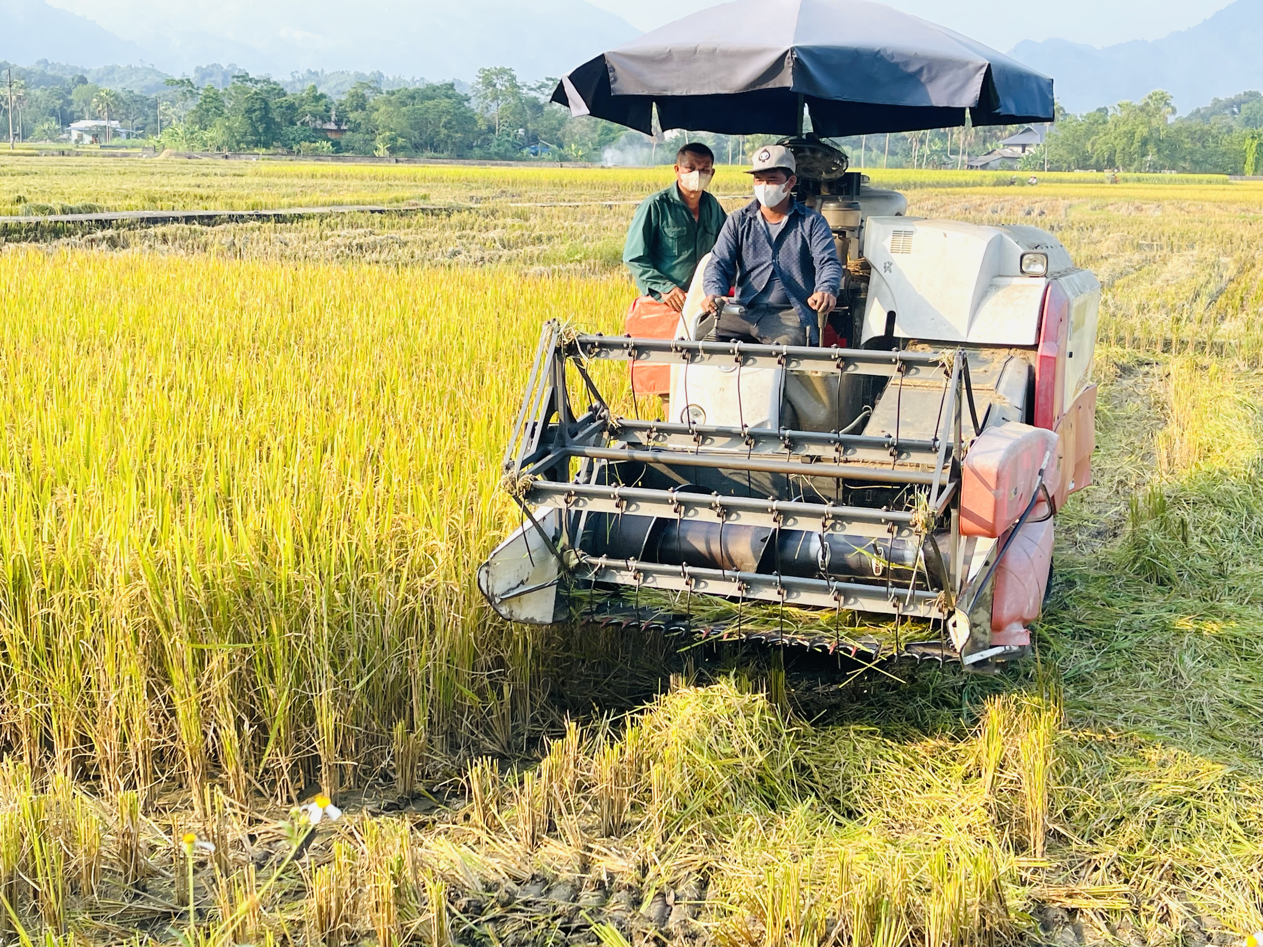 Nông dân xã Việt Lâm thu hoạch lúa vụ mùa