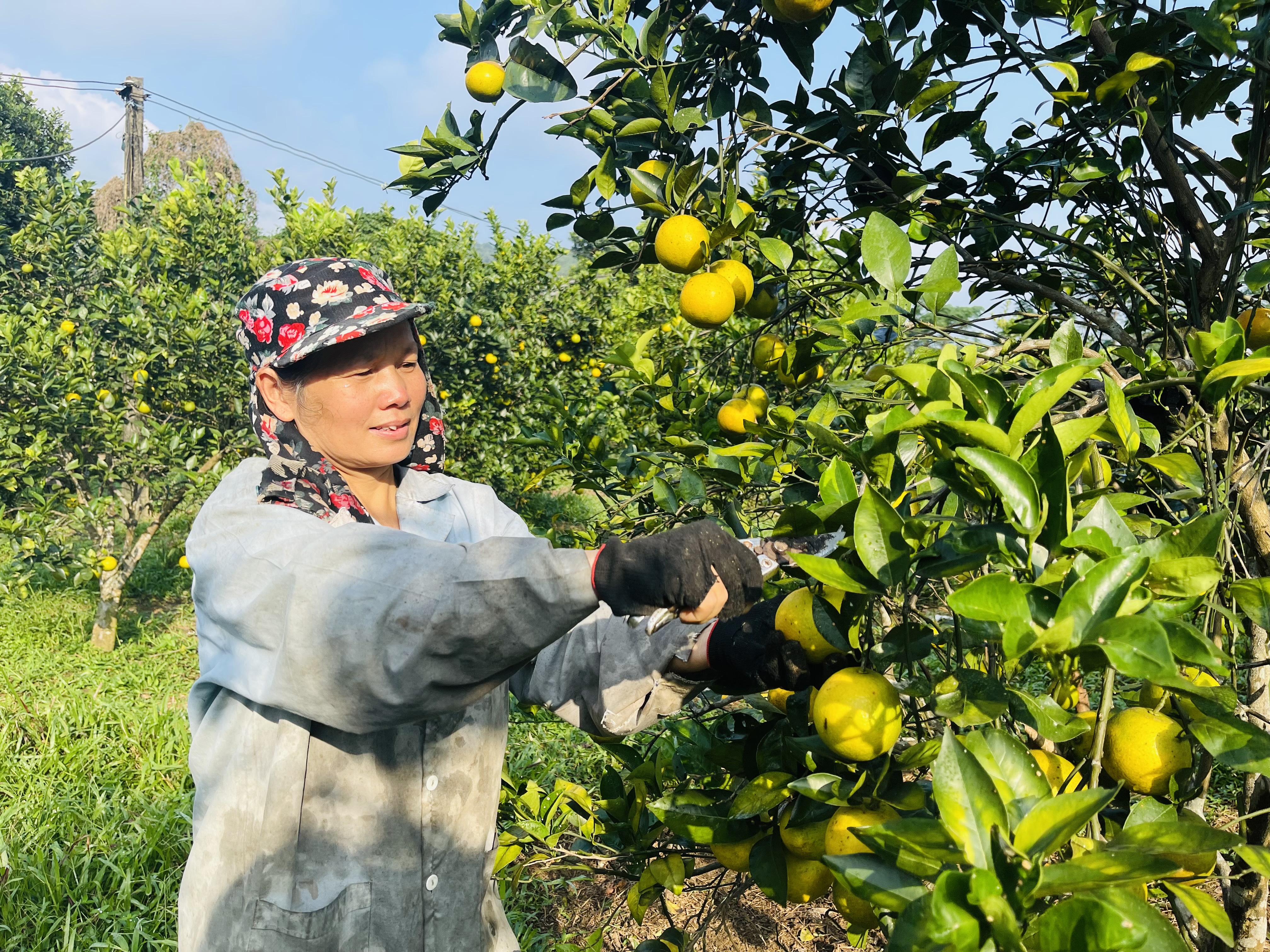 Nông dân Vị Xuyên thu hoạch cam Vinh