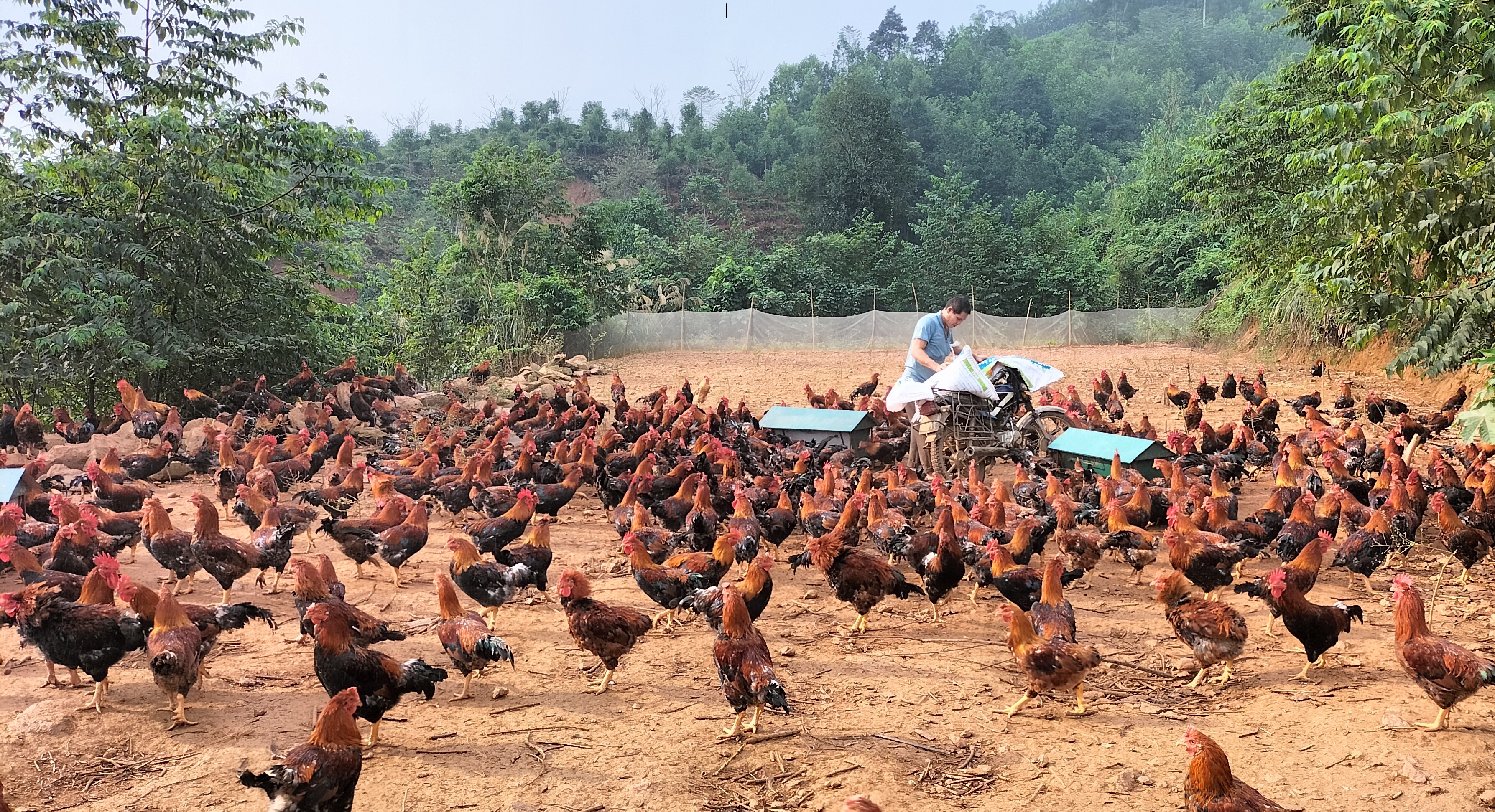 Mô hình nuôi 4.000 con gà trống thiến tại thị trấn Việt Lâm