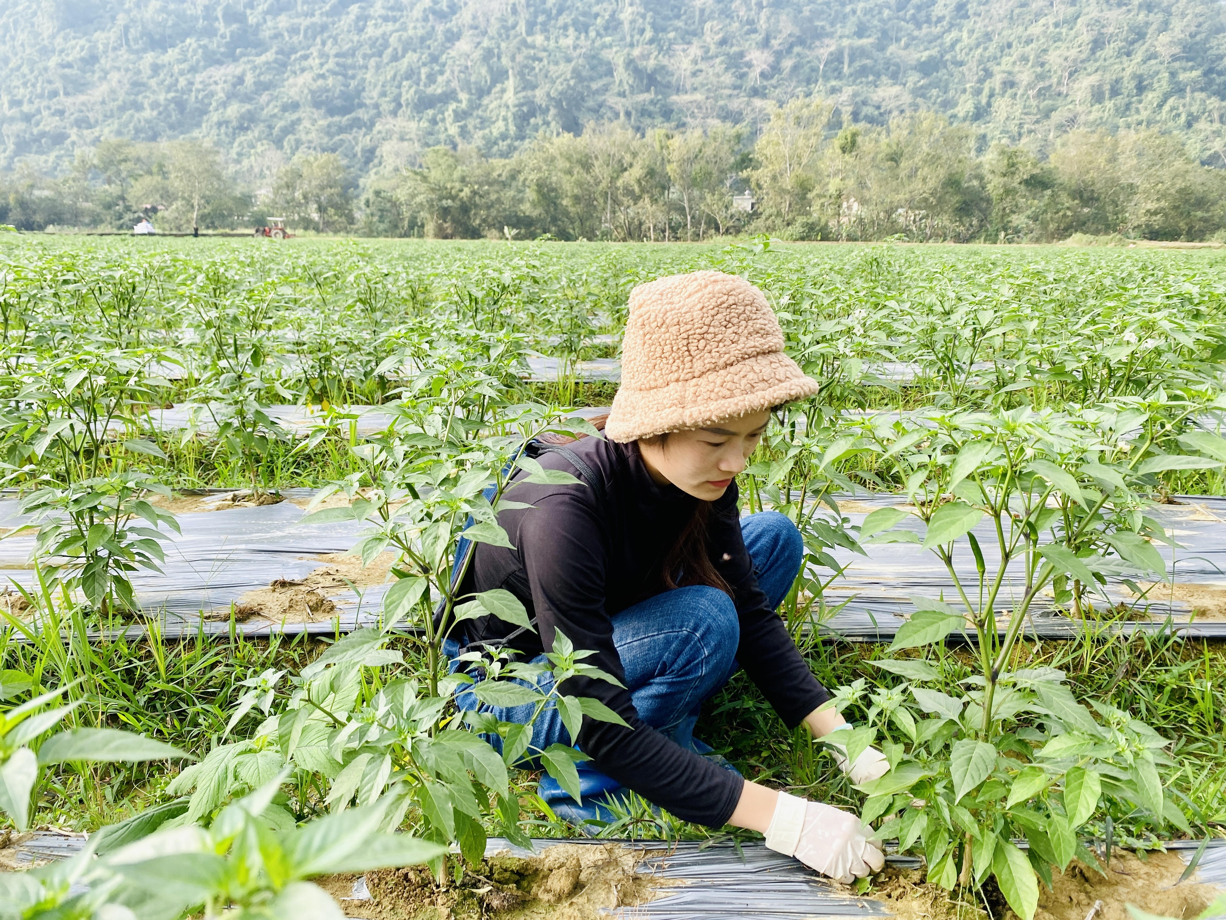 Nông dân huyện Vị Xuyên chăm sóc cây Ớt