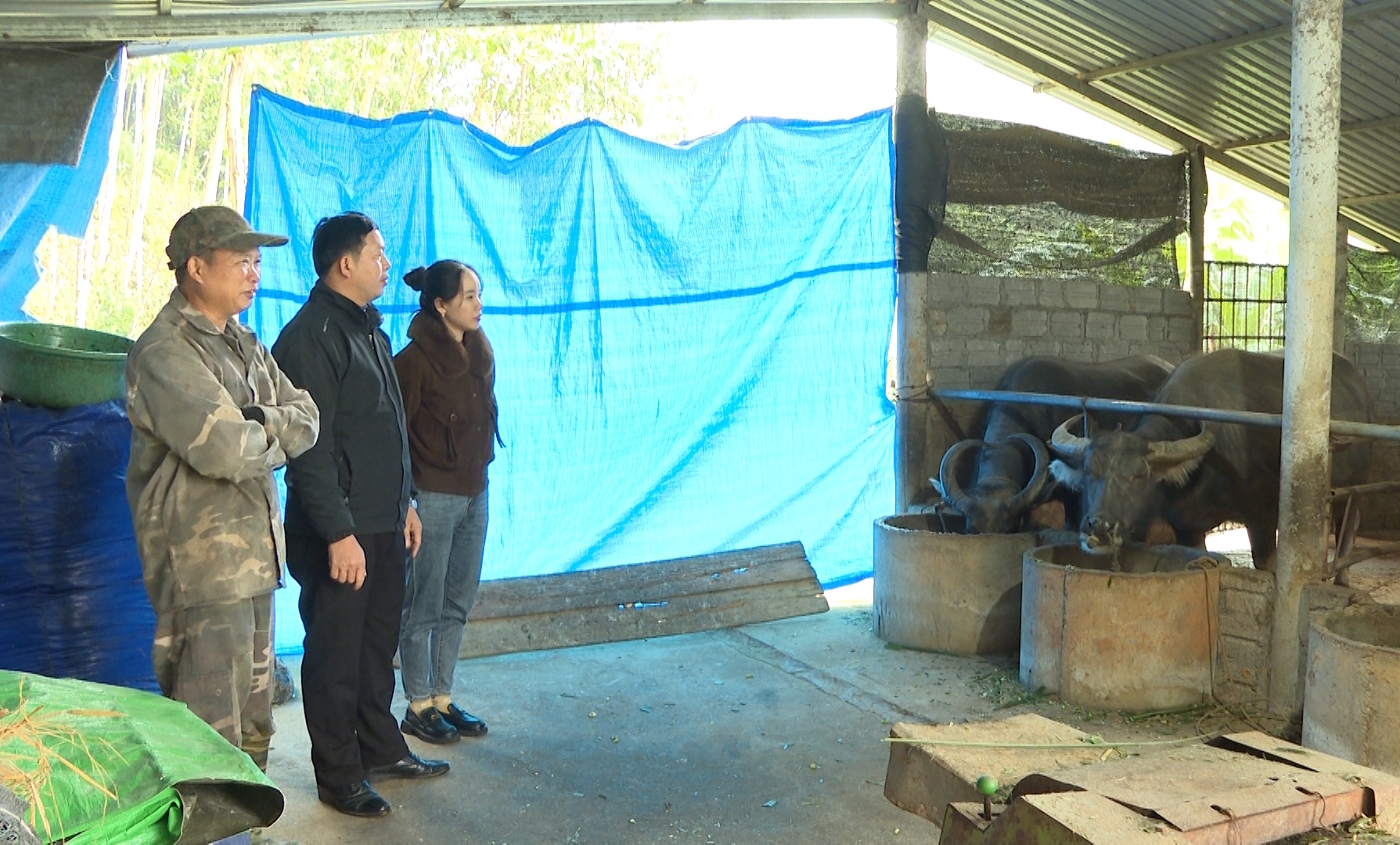 Xã Quảng Ngần chủ động phòng chống rét cho đàn gia súc