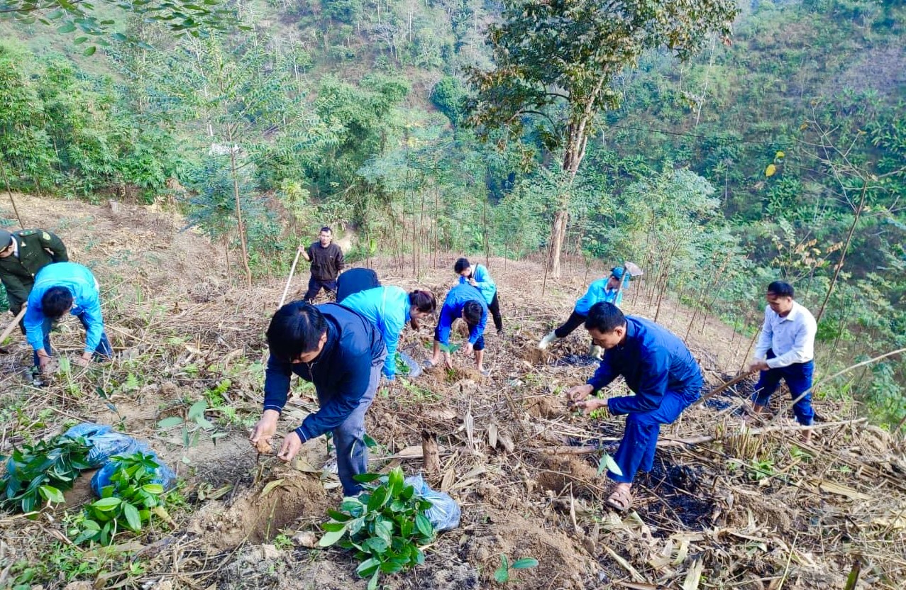 Tuổi trẻ Vị Xuyên tích cực tham gia trồng rừng 2024