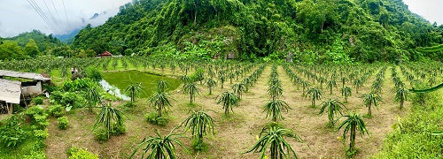 Nông dân cải tạo vườn đồi trồng Thanh Long ruột đỏ