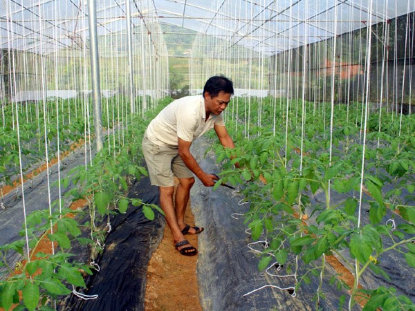 Nông dân Vị Xuyên làm giàu từ sản xuất nông nghiệp ứng dụng công nghệ cao