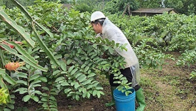 Ông Đinh Văn Hùng tổ 18 phát triển trồng rau, quả