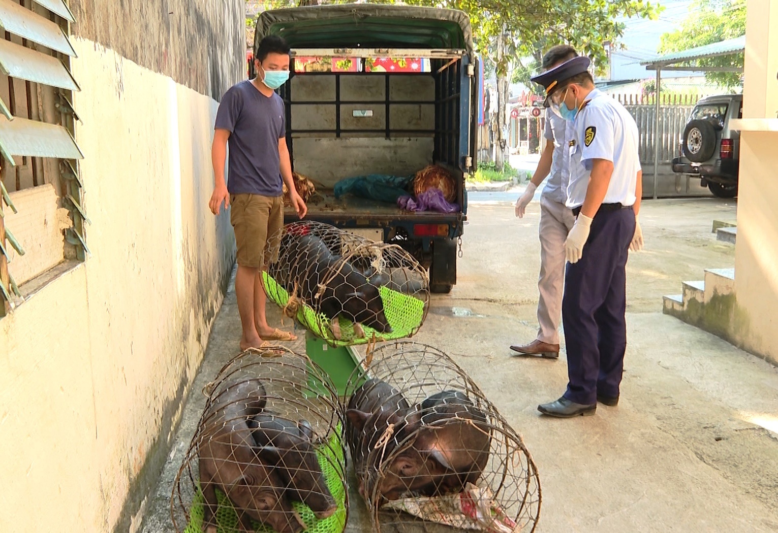 Đội Quản lý thị trường số 2 huyện Vị Xuyên tiêu hủy lợn
