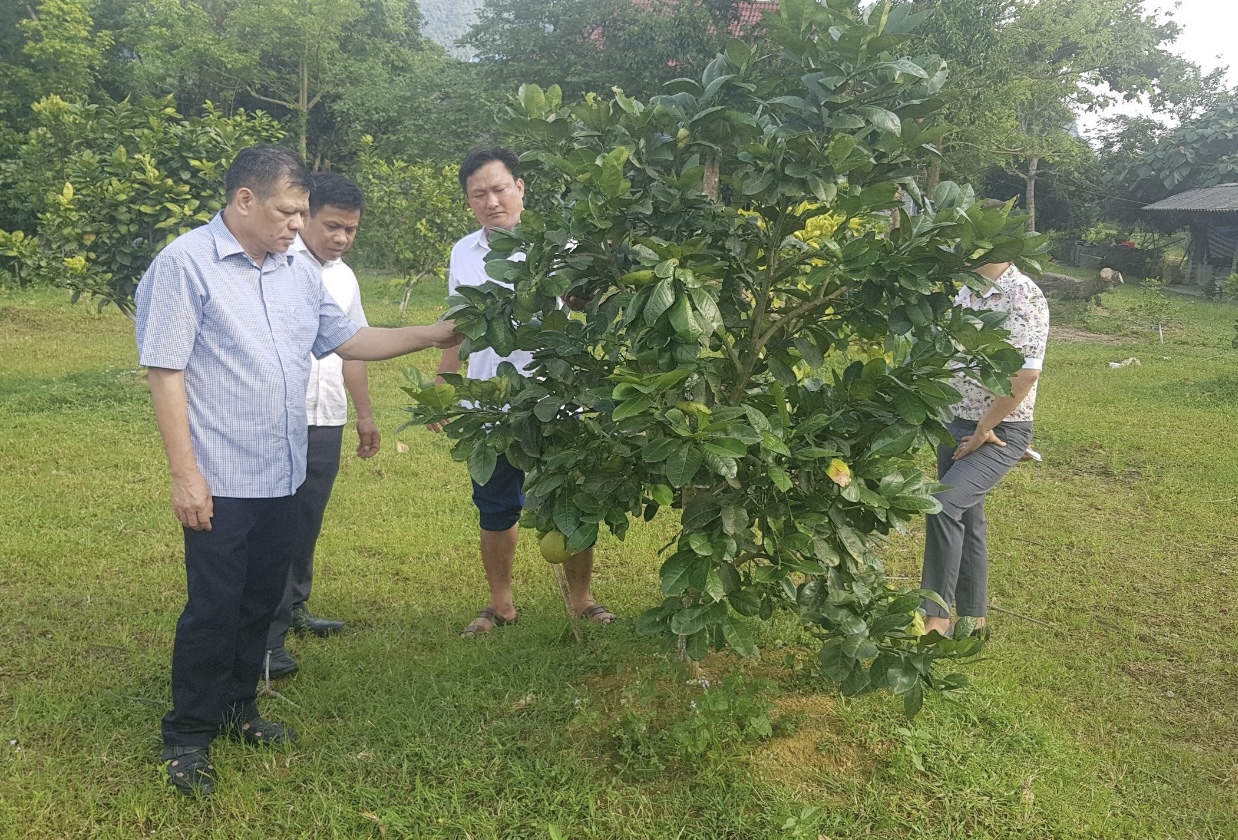 Phó Bí thư Thường trực Huyện ủy Lý Xuân Lù kiểm tra chương trình cải tạo vườn tạp tại xã Linh Hồ