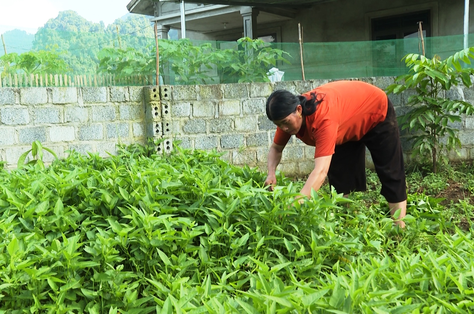 Xã Ngọc Minh đẩy mạnh cải tạo vườn tạp.