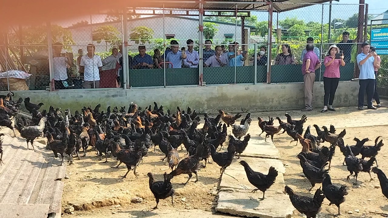 Trạm Khuyến nông huyện Vị Xuyên tổng kết mô hình nuôi gà bản địa H'Mông