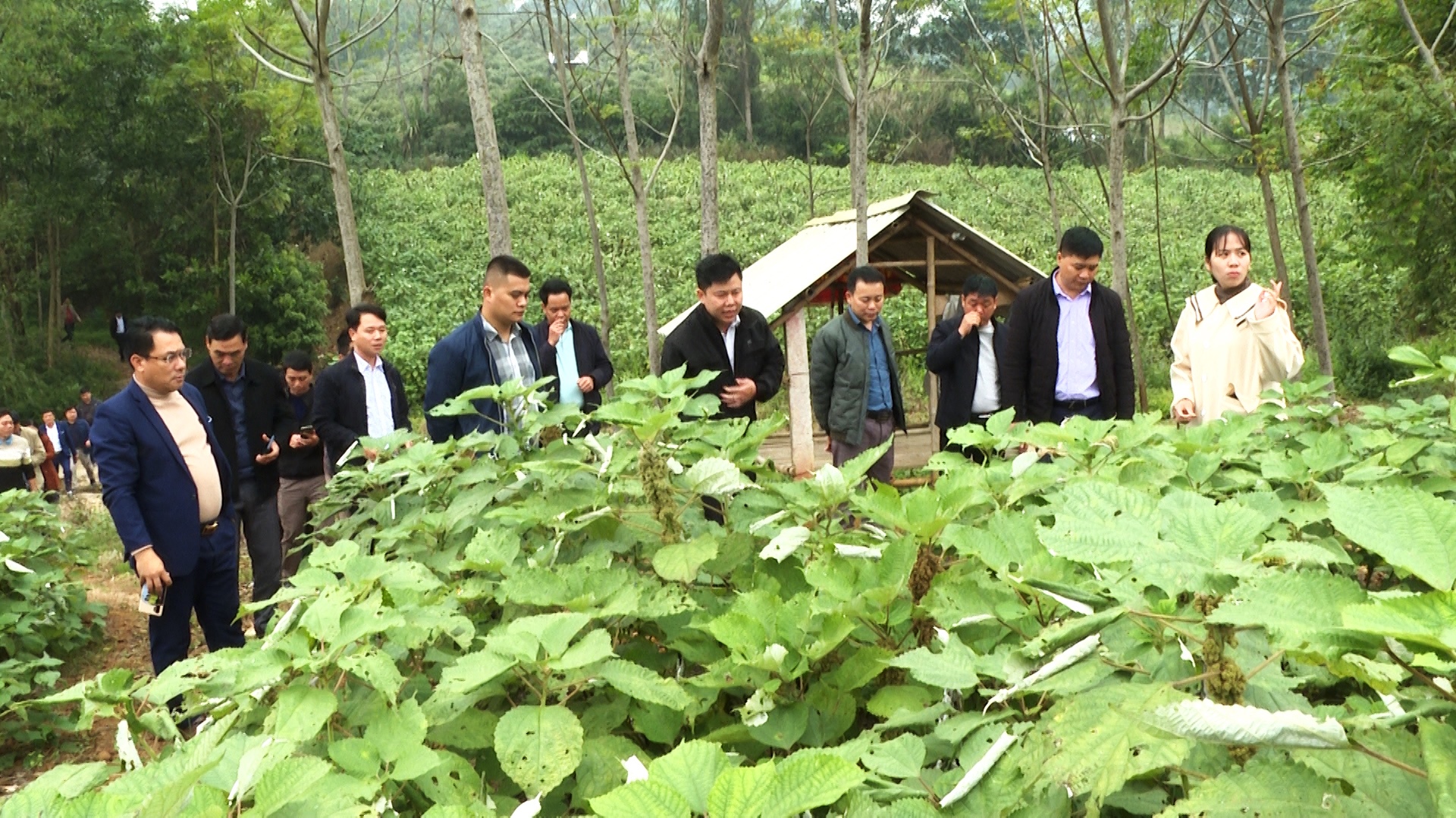 Vị Xuyên học tập kinh nghiệm trồng và chăm sóc cây Gai xanh AP1 tại tỉnh Thanh Hóa.