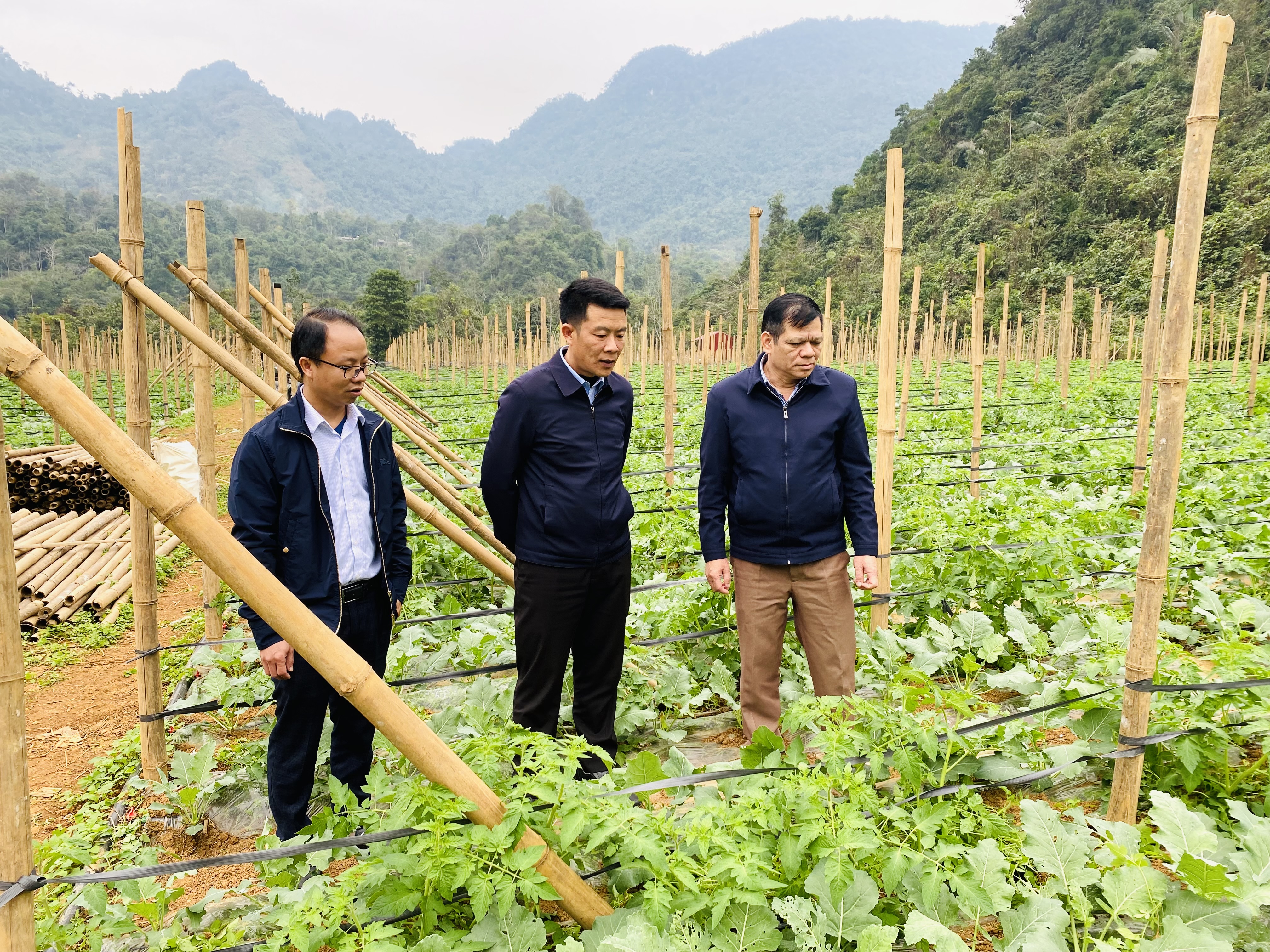 Công ty Thủy Vĩnh Bảo xã Phong Quang trồng rau an toàn