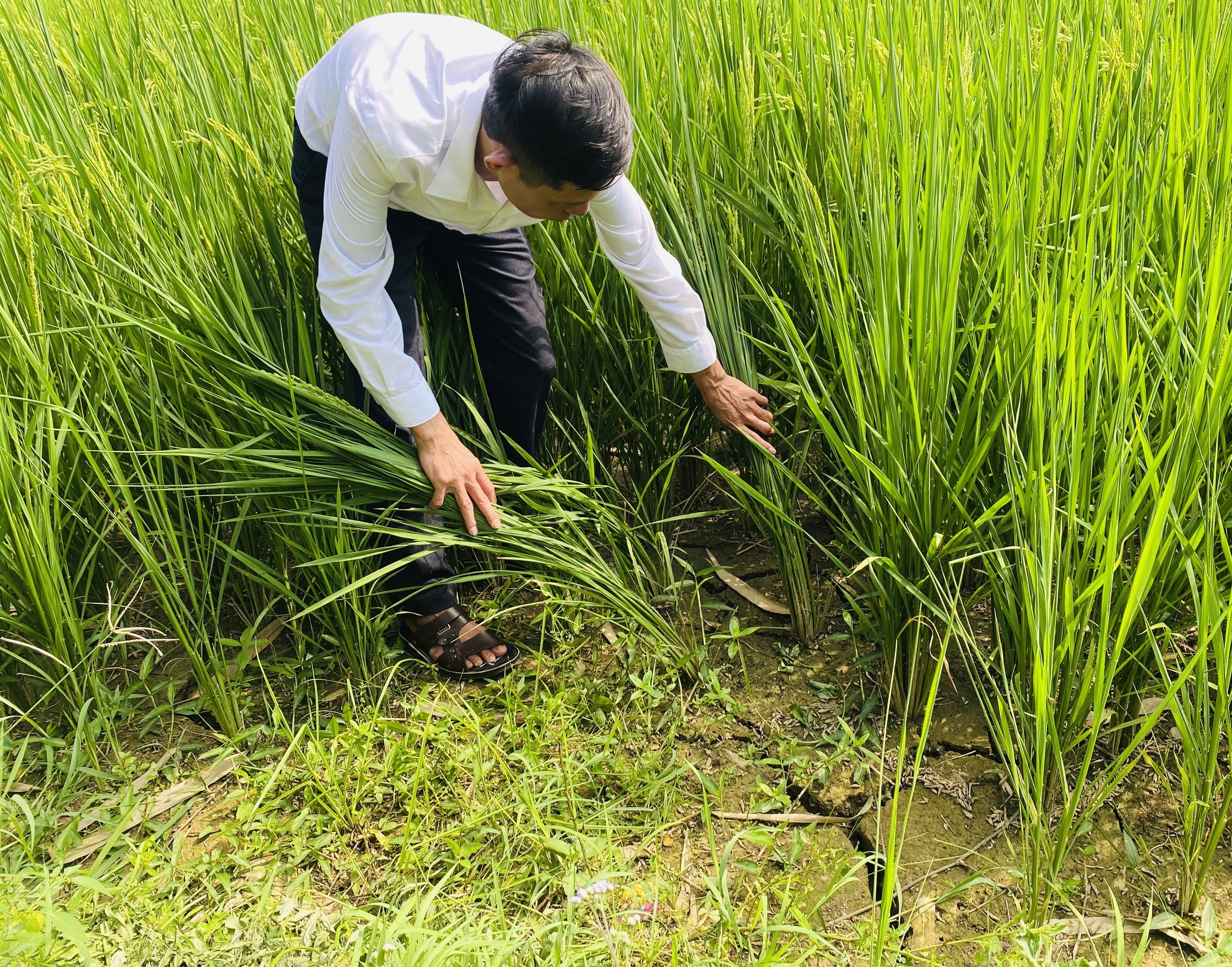 Vị Xuyên thực hiện các giải pháp chống hạn cho lúa Xuân